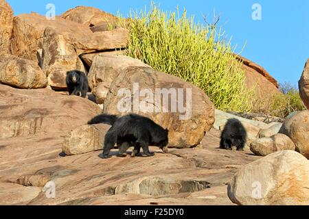 India, Karnataka state, Sandur Mountain Range, Sloth bear (Melursus ursinus) Stock Photo