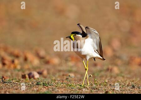 India, Karnataka state, Sandur Mountain Range, Yellow-wattled lapwing (Vanellus malabaricus) Stock Photo