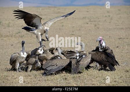 Kenya, Masai Mara Reserve, reserve, backed Vulture (Gyps africanus), Lappet-faced Vulture (Torgos tracheliotos), fighting over the remains of a corpse Antelope Stock Photo