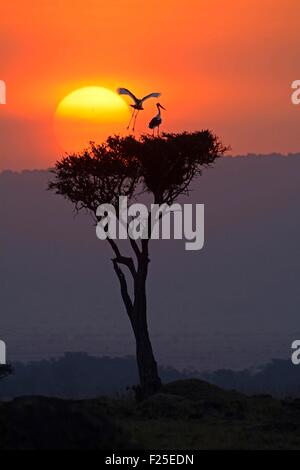 Kenya, Masai Mara Reserve, Saddle-billed Stork (Ephippiorhynchus senegalensis) on the nest built in a tree at sunset Stock Photo