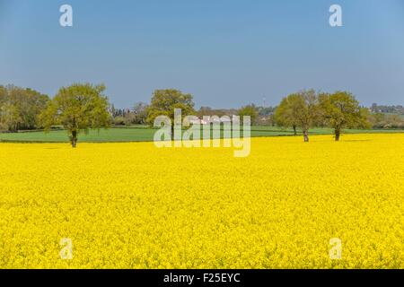 France, Saone et Loire, agricultural landscape near Varenne Arconce Stock Photo