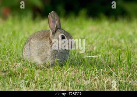 European Rabbit (Oryctolagus cuniculus) on lawn Stock Photo