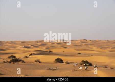 Group of Arabian Oryx (Oryx Leucoryx) grazing in the Arabian Desert near Dubai. Stock Photo