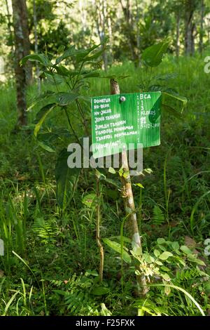 Indonesia, Sunda islands, Lombok, WWF New Trees Project, tree planted in Gunung Rinjani National Park Stock Photo