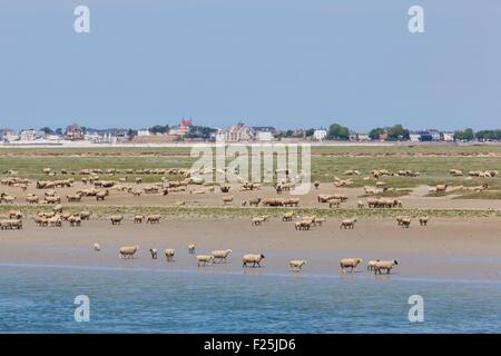 France, Somme, Baie de Somme, Saint Valery sur somme, salt meadows of sheep of the Somme (Le Crotoy in the background) Stock Photo