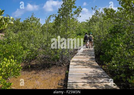 France, Martinique, Caravelle Nature Reserve, Caravelle peninsula, mangrove Stock Photo