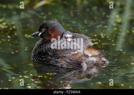 Little Grebe dabchick (Tachybaptus ruficollis) baby young riding on parents back Stock Photo
