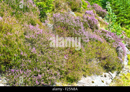 HEATHER IN FULL BLOOM ON THE HILLSIDES OVER LOCH NESS Stock Photo