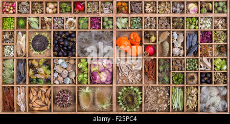 Collection of dried flower seed pods and seeds from the garden Stock Photo