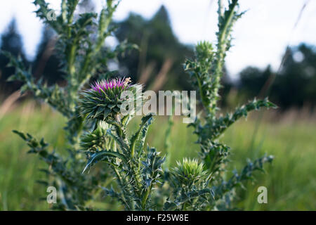 A milk thistle plant in Boulder, Colorado. Stock Photo