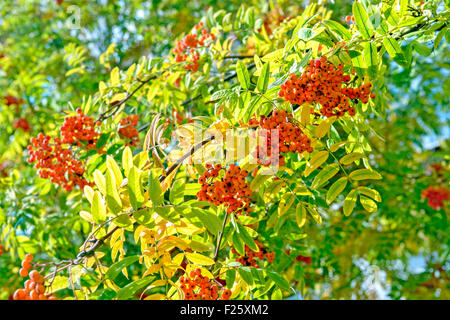 Ripe rowan berries on tree Stock Photo