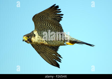 Peregrine Falcon In Flight Stock Photo