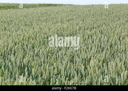 Wheat (Triticum spp) a developing crop in a farm field, Hampshire, England, UK. Stock Photo