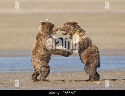 Two Grizzly Bear Cubs Play Fighting on Beach Stock Photo - Alamy