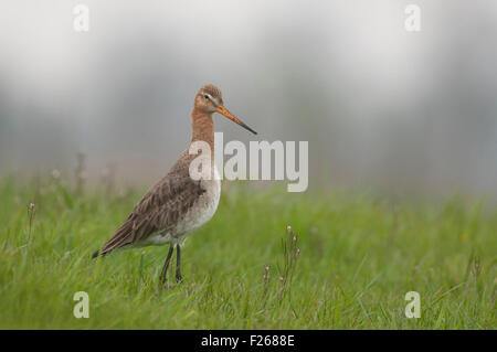 Adult Black-tailed Godwit / Uferschnepfe ( Limosa limosa ) in breeding dress stands in high grass of a wet meadow. Stock Photo