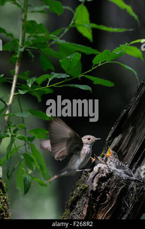 Spotted Flycatcher at the nest with four chicks in the dark forest Stock Photo