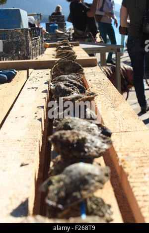 Oysters drying up under the hot autumn sun in the Oyster farm in Ston Croatia Stock Photo