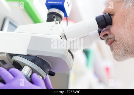 Senior scientist  microscoping in lab. Stock Photo