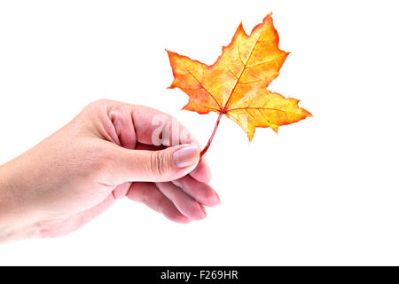 Fall leaf in women hand isolated on white Stock Photo