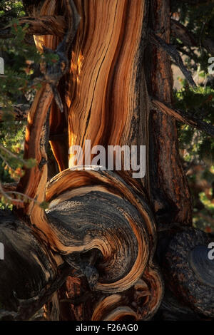Detail of the knarled trunk of a Bristolcone Pine (Pinus longaeva) along the Methuselah Trail in the Shulman Grove, White Mounta Stock Photo