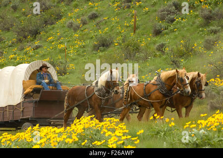 Ride to Rendezvous wagon with Balsamroot (Balsamorhiza deltoidea), Methow Wildlife Area, Washington Stock Photo