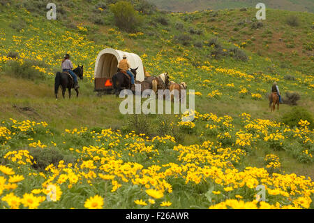 Ride to Rendezvous wagon with Balsamroot (Balsamorhiza deltoidea), Methow Wildlife Area, Washington Stock Photo