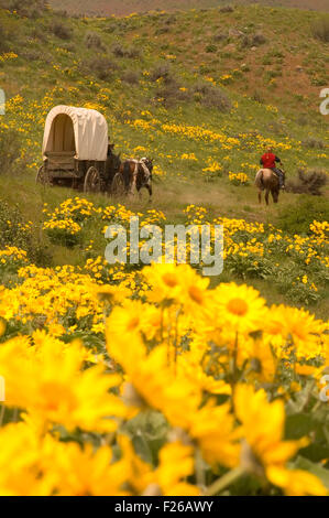 Ride to Rendezvous wagon with Balsamroot (Balsamorhiza deltoidea), Methow Wildlife Area, Washington Stock Photo