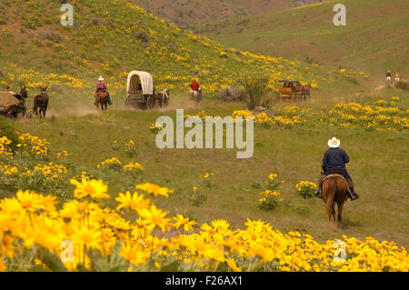 Ride to Rendezvous wagon with Balsamroot (Balsamorhiza deltoidea), Methow Wildlife Area, Washington Stock Photo