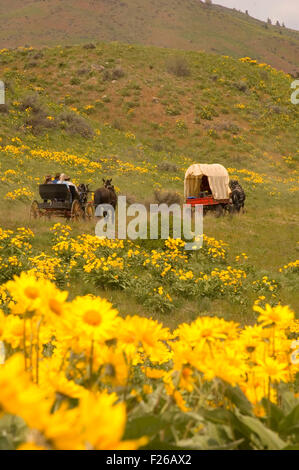 Ride to Rendezvous wagon with Balsamroot (Balsamorhiza deltoidea), Methow Wildlife Area, Washington Stock Photo