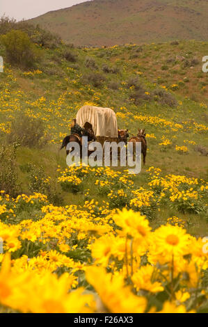 Ride to Rendezvous wagon with Balsamroot (Balsamorhiza deltoidea), Methow Wildlife Area, Washington Stock Photo