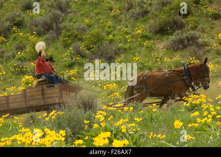 Ride to Rendezvous wagon with Balsamroot (Balsamorhiza deltoidea), Methow Wildlife Area, Washington Stock Photo