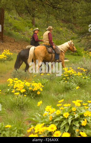 Ride to Rendezvous horse riders with Balsamroot (Balsamorhiza deltoidea), Methow Wildlife Area, Washington Stock Photo