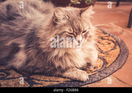 Adorable long haired cat sleeping on a floor Stock Photo