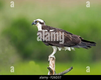 Osprey standing on Dead Tree Stock Photo
