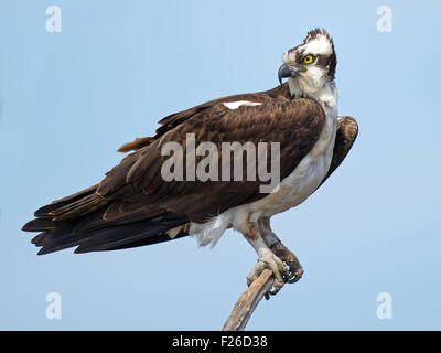 Osprey standing on Dead Tree Stock Photo