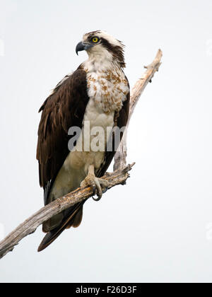 Osprey standing on Dead Tree Stock Photo