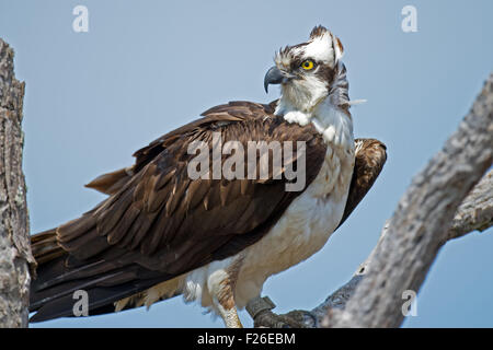 Osprey standing on Dead Tree Stock Photo