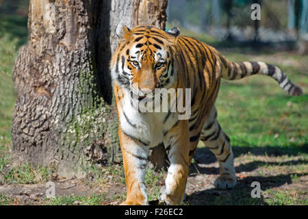 Siberian (Amur) Tiger Stock Photo