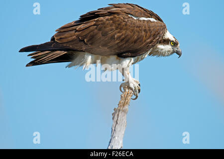 Osprey standing on Dead Tree Stock Photo