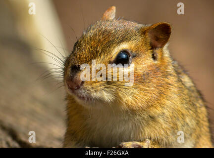A curious Eastern Chipmunk (Tamias striatus) photographed as he went about his business. Stock Photo