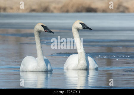 A pair of swans  make use of a small stretch of open water on an icy swamp. Stock Photo