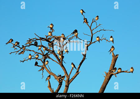 Barn swallows (Hirundo rustica) perched on a dead tree, South Africa Stock Photo