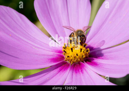 Bee apis pollinating beautiful pink Cosmos Flower on green background