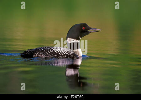 Common Loon swimming in lake. Stock Photo