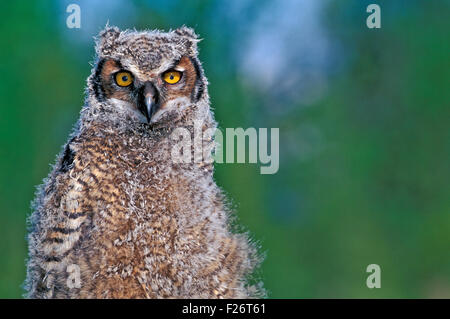 Young Great Horned Owl, portrait closeup