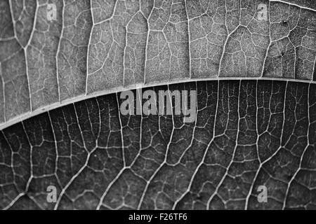 Black and White Leaf Stock Photo