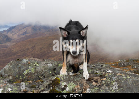 Collie Dog in Mountains, Kinloch Hourn, North West Highlands, Scotland, UK Stock Photo