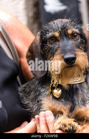 A pretty dachshund Stock Photo