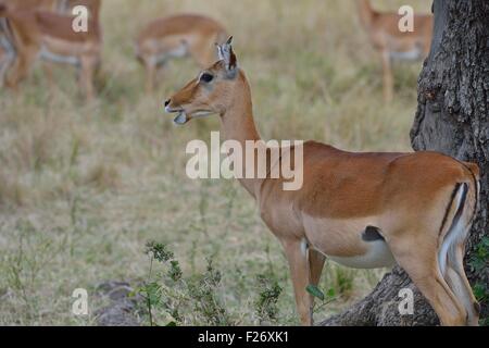 Impala (Aepyceros melampus melampus) female Masai Mara NP - Kenya - East Africa Stock Photo