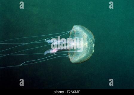 Luminescent Jellyfish - Mauve Stinger (Pelagia nocticula - Pelagia noctiluca) swimming Mediterranean Sea - France